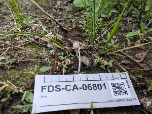  ( - FDS-CA-06801)  @11 [ ] by-nc (2024) Stu Pickell Fungal Diversity Survey