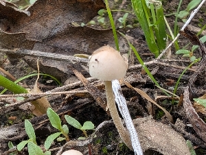  ( - FDS-CA-06801)  @11 [ ] by-nc (2024) Stu Pickell Fungal Diversity Survey