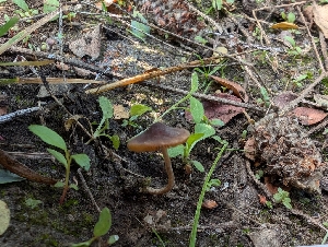  (Conocybe sp. CA21 - FDS-CA-06802)  @11 [ ] by-nc (2024) Stu Pickell Fungal Diversity Survey