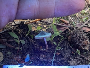  ( - FDS-CA-06802)  @11 [ ] by-nc (2024) Stu Pickell Fungal Diversity Survey
