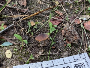  ( - FDS-CA-06802)  @11 [ ] by-nc (2024) Stu Pickell Fungal Diversity Survey