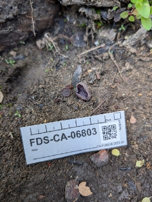  (Peziza sp. CA14 - FDS-CA-06803)  @11 [ ] by-nc (2024) Stu Pickell Fungal Diversity Survey