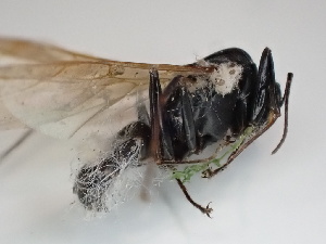  (Mucor hiemalis - FDS-CA-02441)  @11 [ ] by-nc (2023) Jaren Hockert Fungal Diversity Survey