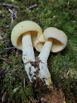  (Rhodocollybia maculata - FDS-CA-05123)  @11 [ ] by (2024) Mandy Hackney Fungal Diversity Survey