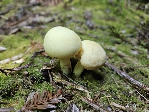  ( - FDS-CA-05123)  @11 [ ] by (2024) Mandy Hackney Fungal Diversity Survey