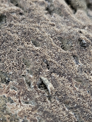  ( - FDS-CA-05117)  @11 [ ] by (2024) Mandy Hackney Fungal Diversity Survey