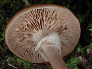  (Cyclocybe sp. erebia-IN01 - FDS-CA-05114)  @11 [ ] by (2024) Mandy Hackney Fungal Diversity Survey