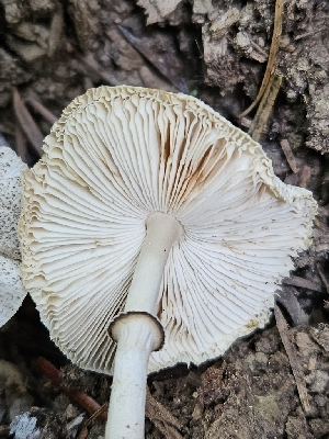 (Leucoagaricus sp. atrodiscus-PNW12 - FDS-CA-05113)  @11 [ ] by (2024) Mandy Hackney Fungal Diversity Survey