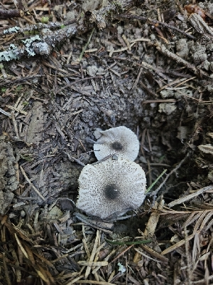  ( - FDS-CA-05113)  @11 [ ] by (2024) Mandy Hackney Fungal Diversity Survey