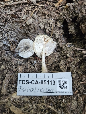  ( - FDS-CA-05113)  @11 [ ] by (2024) Mandy Hackney Fungal Diversity Survey