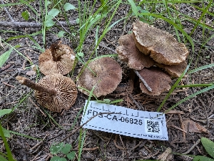  ( - FDS-CA-06825)  @11 [ ] by-nc (2024) Stu Pickell Fungal Diversity Survey