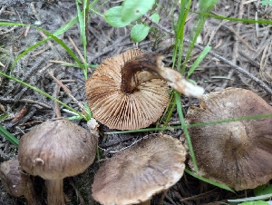  ( - FDS-CA-06825)  @11 [ ] by-nc (2024) Stu Pickell Fungal Diversity Survey