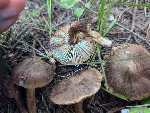  ( - FDS-CA-06825)  @11 [ ] by-nc (2024) Stu Pickell Fungal Diversity Survey