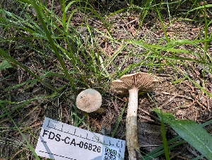  ( - FDS-CA-06826)  @11 [ ] by-nc (2024) Stu Pickell Fungal Diversity Survey