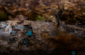  ( - FDS-CA-05399)  @11 [ ] by-nc (2024) Unspecified Fungal Diversity Survey
