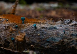 ( - FDS-CA-05399)  @11 [ ] by-nc (2024) Unspecified Fungal Diversity Survey