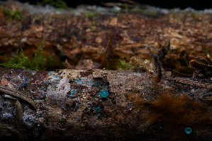  ( - FDS-CA-05399)  @11 [ ] by-nc (2024) Unspecified Fungal Diversity Survey