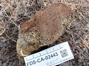  (Pisolithus sp. AZ01 - FDS-CA-02443)  @11 [ ] by-nc (2024) Jaren Hockert Fungal Diversity Survey