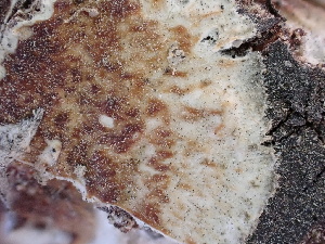  (Quasiphlebia canadensis - FDS-CA-02442)  @11 [ ] by-nc (2024) Jaren Hockert Fungal Diversity Survey
