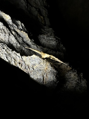  ( - FDS-CA-04949)  @11 [ ] c (2024) Rudy Diaz Fungal Diversity Survey