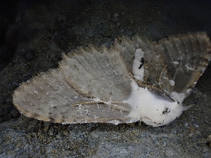  ( - FDS-CA-04949)  @11 [ ] c (2024) Rudy Diaz Fungal Diversity Survey