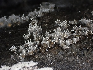 ( - FDS-CA-04990)  @11 [ ] c (2024) Rudy Diaz Fungal Diversity Survey