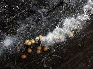  ( - FDS-CA-04990)  @11 [ ] c (2024) Rudy Diaz Fungal Diversity Survey