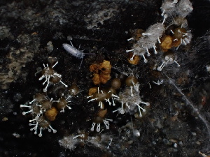  ( - FDS-CA-04990)  @11 [ ] c (2024) Rudy Diaz Fungal Diversity Survey