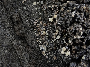  (Eustilbum - FDS-CA-04989)  @11 [ ] c (2024) Rudy Diaz Fungal Diversity Survey