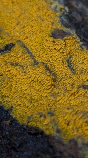  (Meruliaceae - HAY-F-001493)  @11 [ ] c (2023) Michelle C. Torres-Grant Fungal Diversity Survey