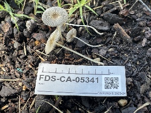  (Parasola lilatinctoides - FDS-CA-05341)  @11 [ ] by-nc (2024) Damon Tighe Fungal Diversity Survey