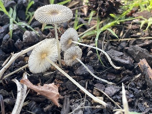  ( - FDS-CA-05341)  @11 [ ] by-nc (2024) Damon Tighe Fungal Diversity Survey