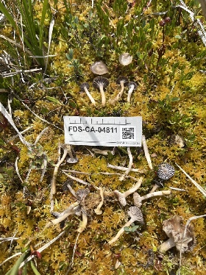  ( - FDS-CA-04811)  @11 [ ] by-nc (2024) Dean Lyons Fungal Diversity Survey