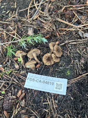  ( - FDS-CA-04810)  @11 [ ] by-nc (2024) Dean Lyons Fungal Diversity Survey