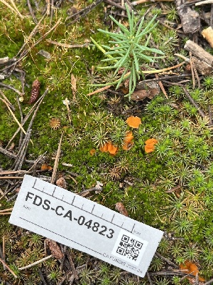  ( - FDS-CA-04823)  @11 [ ] by-nc (2024) Dean Lyons Fungal Diversity Survey