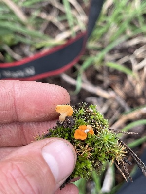  ( - FDS-CA-04823)  @11 [ ] by-nc (2024) Dean Lyons Fungal Diversity Survey