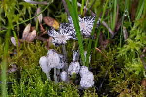  (Coprinopsis sp. OR01 - FDS-CA-00296)  @11 [ ] by-nc (2024) Dean Lyons Fungal Diversity Survey