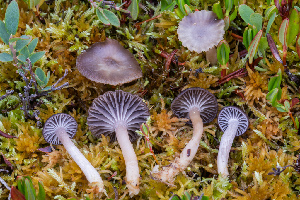  ( - FDS-CA-04811)  @11 [ ] by-nc (2024) Dean Lyons Fungal Diversity Survey
