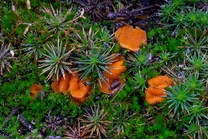  (Neottiella sp. CA01 - FDS-CA-04823)  @11 [ ] by-nc (2024) Dean Lyons Fungal Diversity Survey