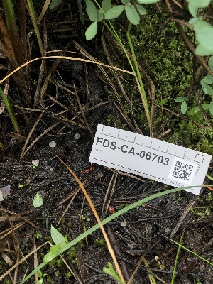  ( - FDS-CA-06703)  @11 [ ] by (2024) Justin Paulin Fungal Diversity Survey
