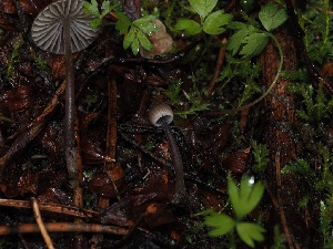  ( - FDS-CA-05020)  @11 [ ] by (2024) Justin Paulin Fungal Diversity Survey