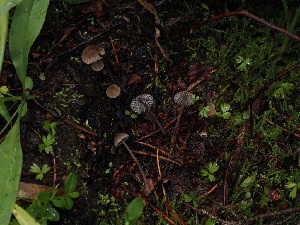  (Mycena sp. leptocephala-CA02 - FDS-CA-05020)  @11 [ ] by (2024) Justin Paulin Fungal Diversity Survey