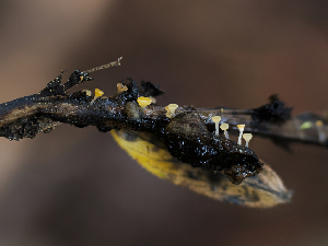  (Crocicreas sp. CA05 - FDS-CA-05025)  @11 [ ] by (2024) Justin Paulin Fungal Diversity Survey