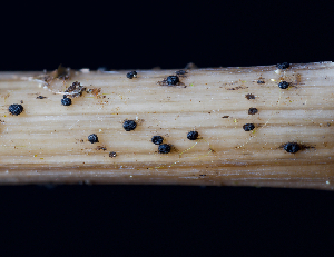  (Didymellaceae - FDS-CA-05026)  @11 [ ] by (2024) Justin Paulin Fungal Diversity Survey