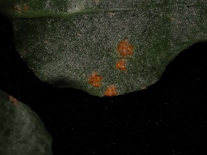  ( - FDS-CA-05024)  @11 [ ] by (2024) Justin Paulin Fungal Diversity Survey