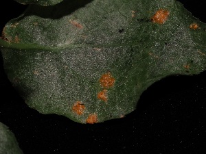  ( - FDS-CA-05024)  @11 [ ] by (2024) Justin Paulin Fungal Diversity Survey