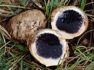  (Scleroderma sp. CA01 - FDS-CA-05092)  @11 [ ] by (2024) Mandy Hackney Fungal Diversity Survey