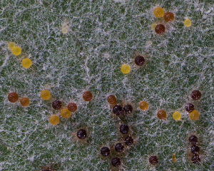  (Erysiphe acmisponis - FDS-CA-06704)  @11 [ ] by (2024) Justin Paulin Fungal Diversity Survey