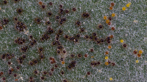  ( - FDS-CA-06704)  @11 [ ] by (2024) Justin Paulin Fungal Diversity Survey