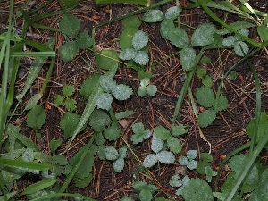  (Podosphaera aphanis - FDS-CA-06713)  @11 [ ] by (2024) Justin Paulin Fungal Diversity Survey